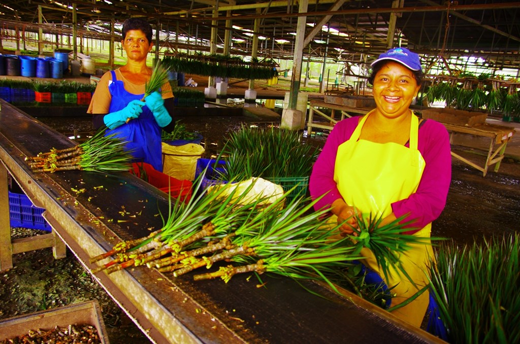 Mujeres productoras